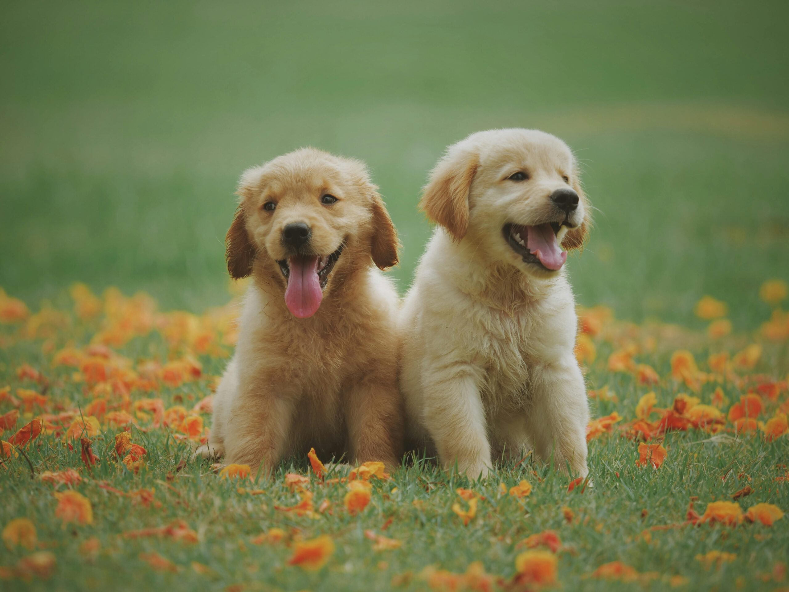 Consejos para socializar a tu cachorro desde los primeros meses