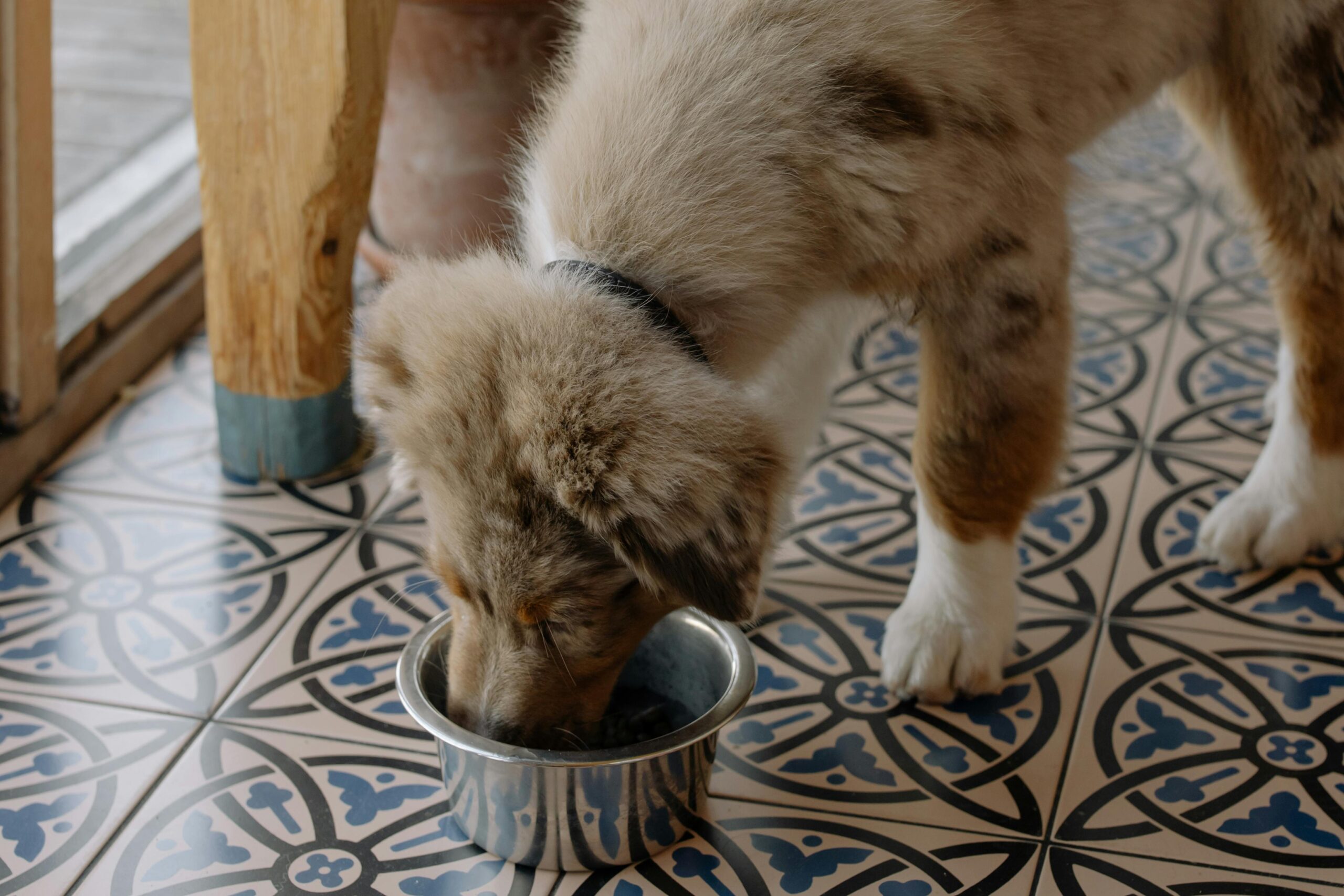 Los 7 mejores piensos naturales para perros en 2025