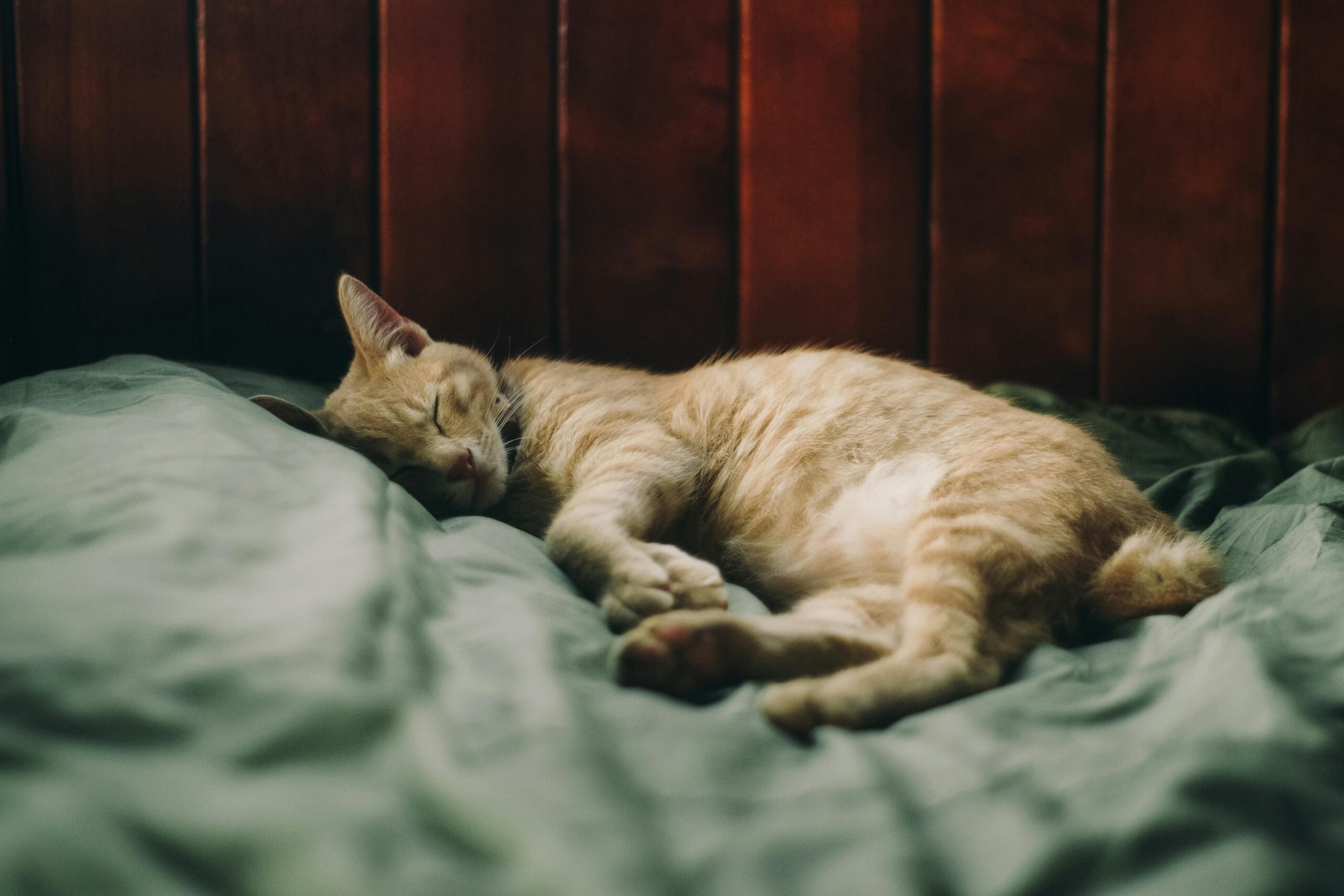 Camas para gatos: cómo elegir la mejor según su comportamiento