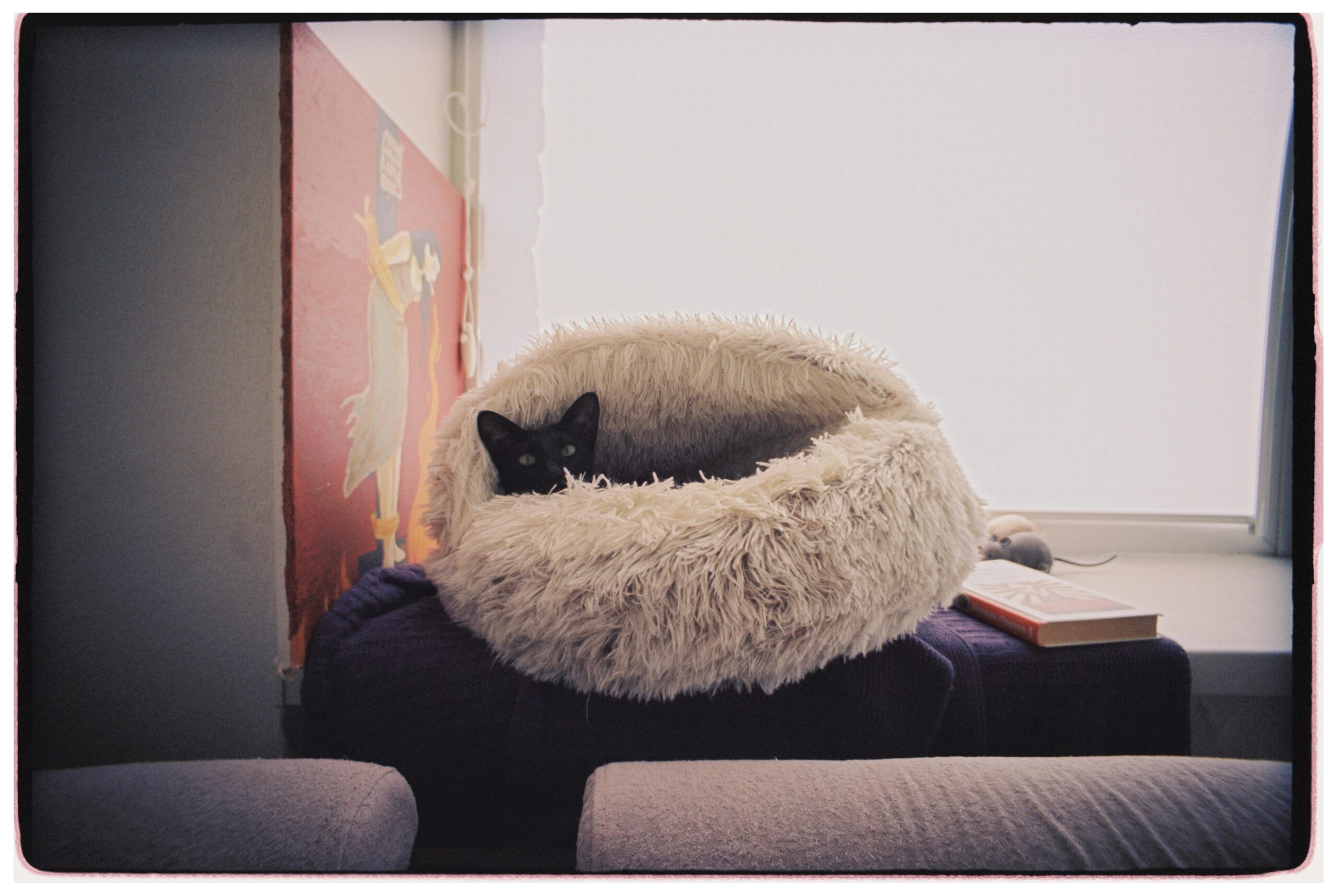 Cuidados básicos para un gato recién adoptado