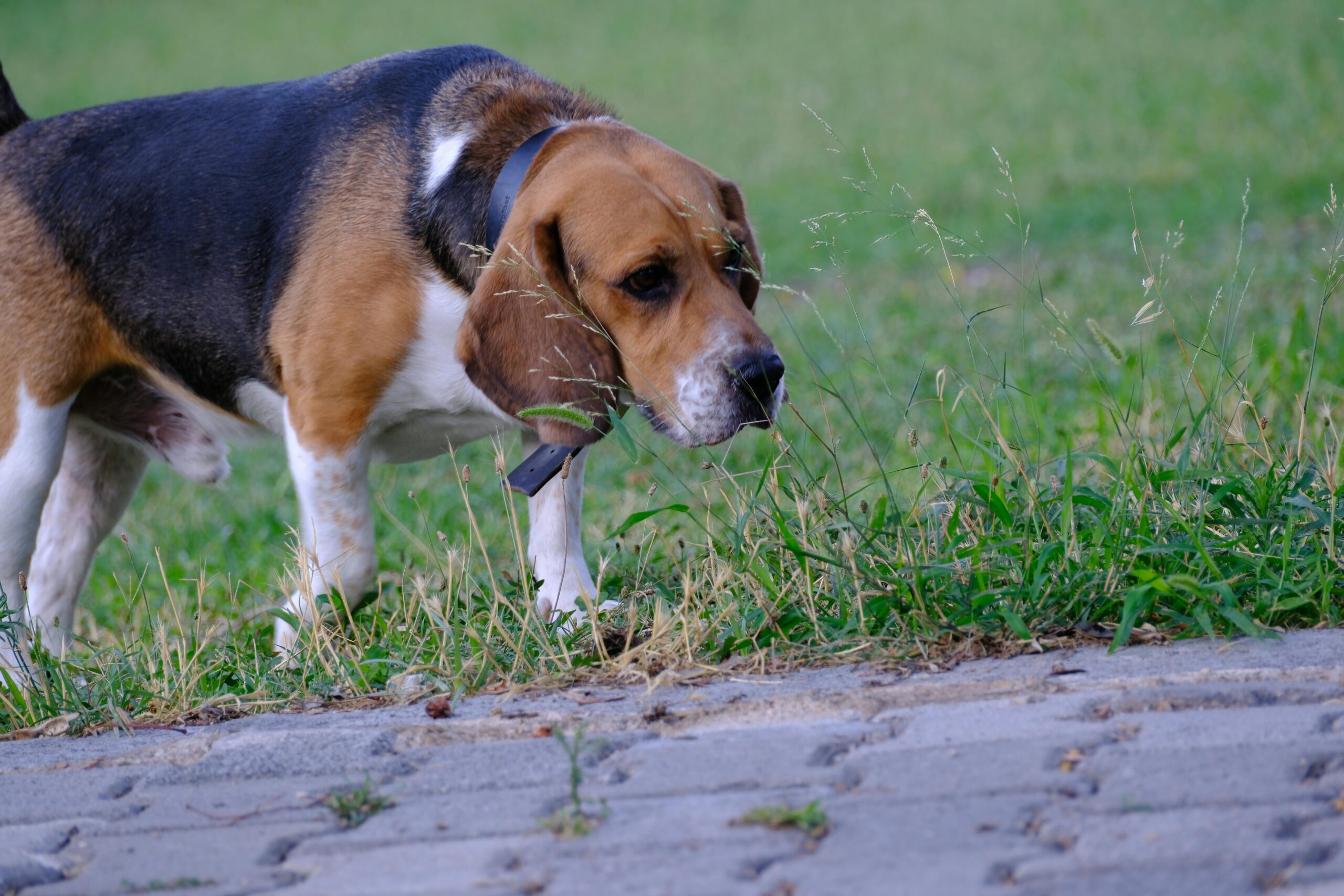 Cómo enseñar a tu perro a hacer sus necesidades fuera de casa