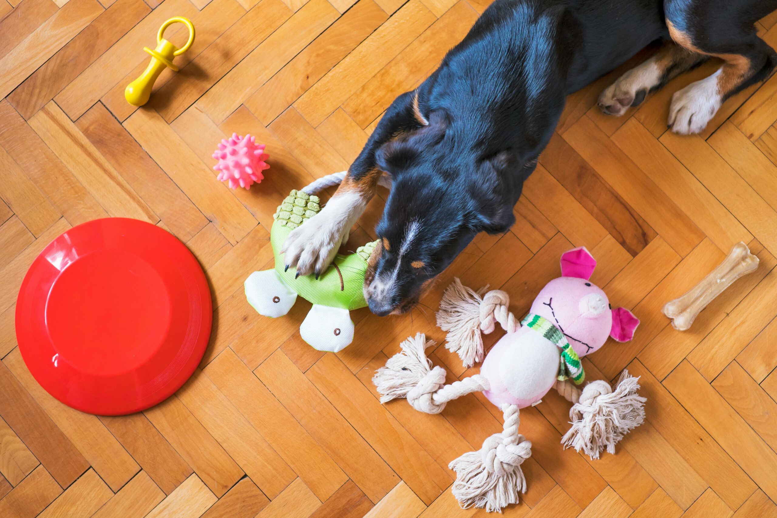 Top 5 juguetes interactivos para perros que se aburren fácilmente