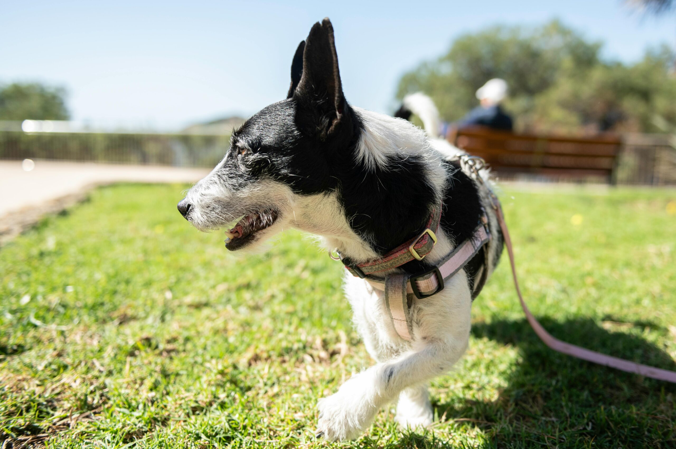 Cómo desparasitar a tu perro en casa de forma segura