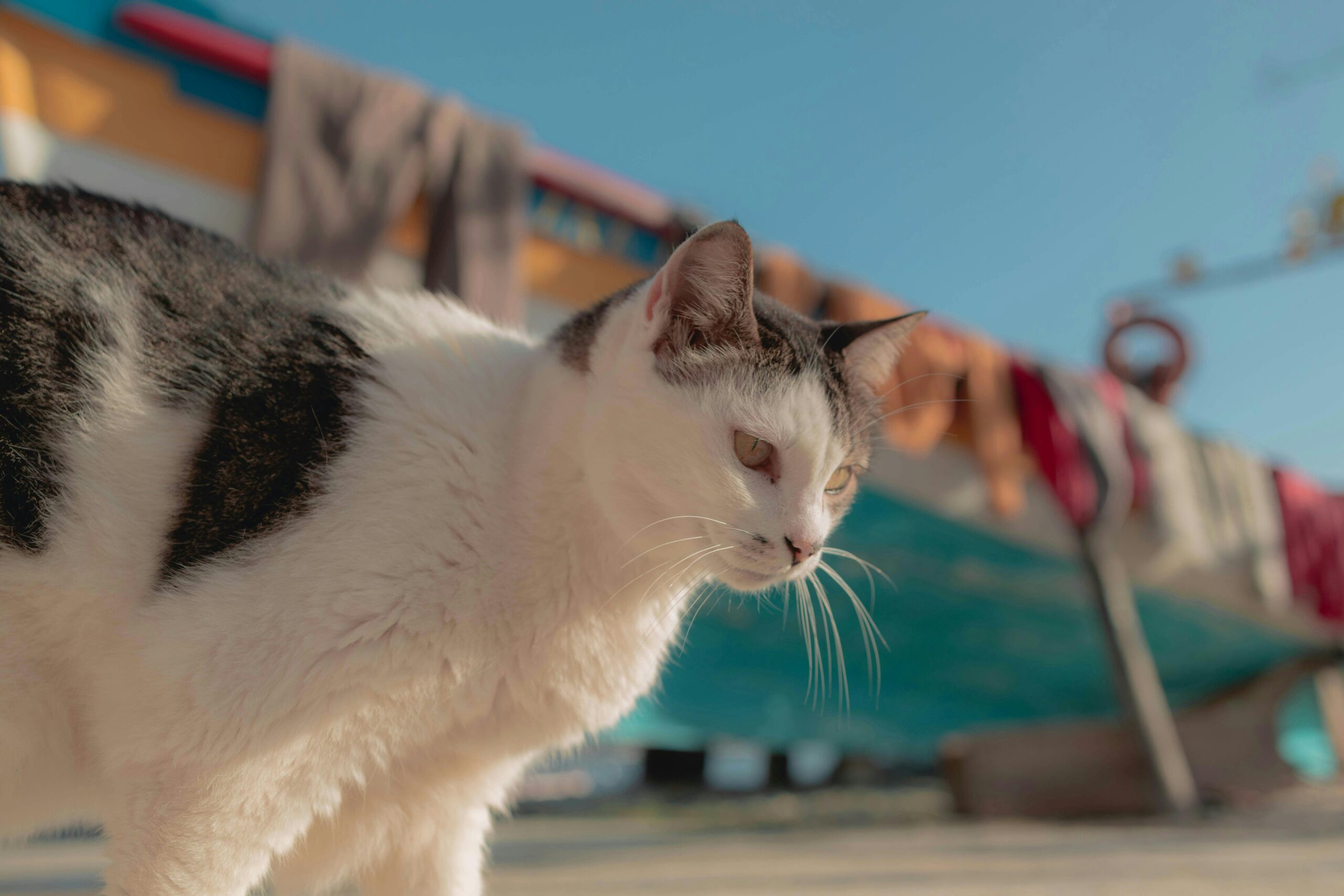 Mi gato me muerde: causas y cómo solucionarlo