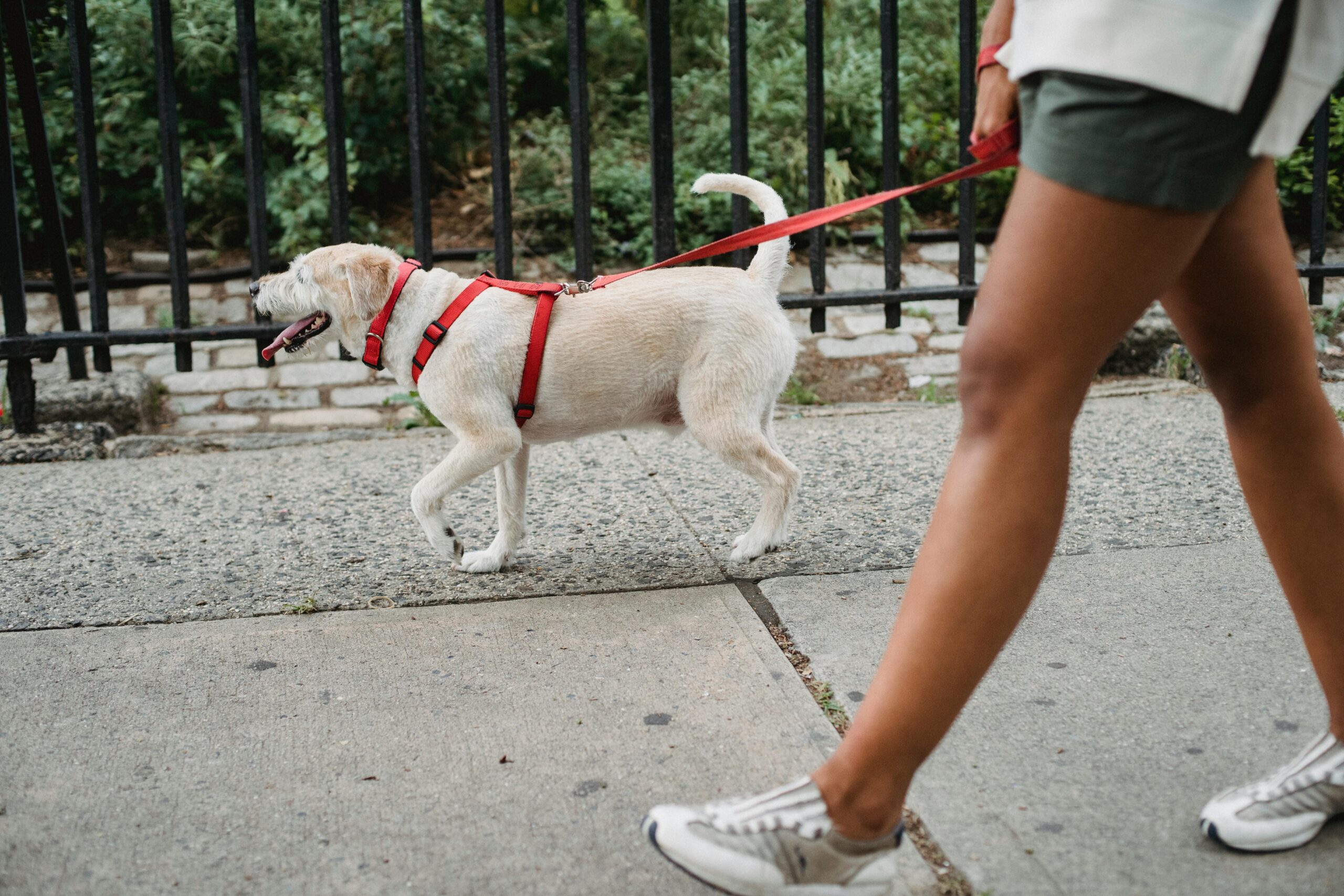 Collares, arneses o pecheras: ¿cuál es mejor para tu perro?