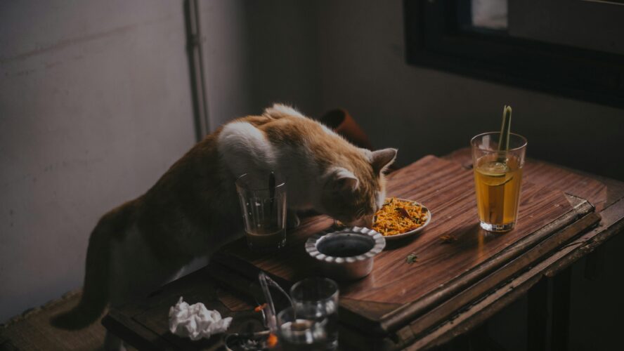 Comida casera para gatos: recetas saludables y fáciles