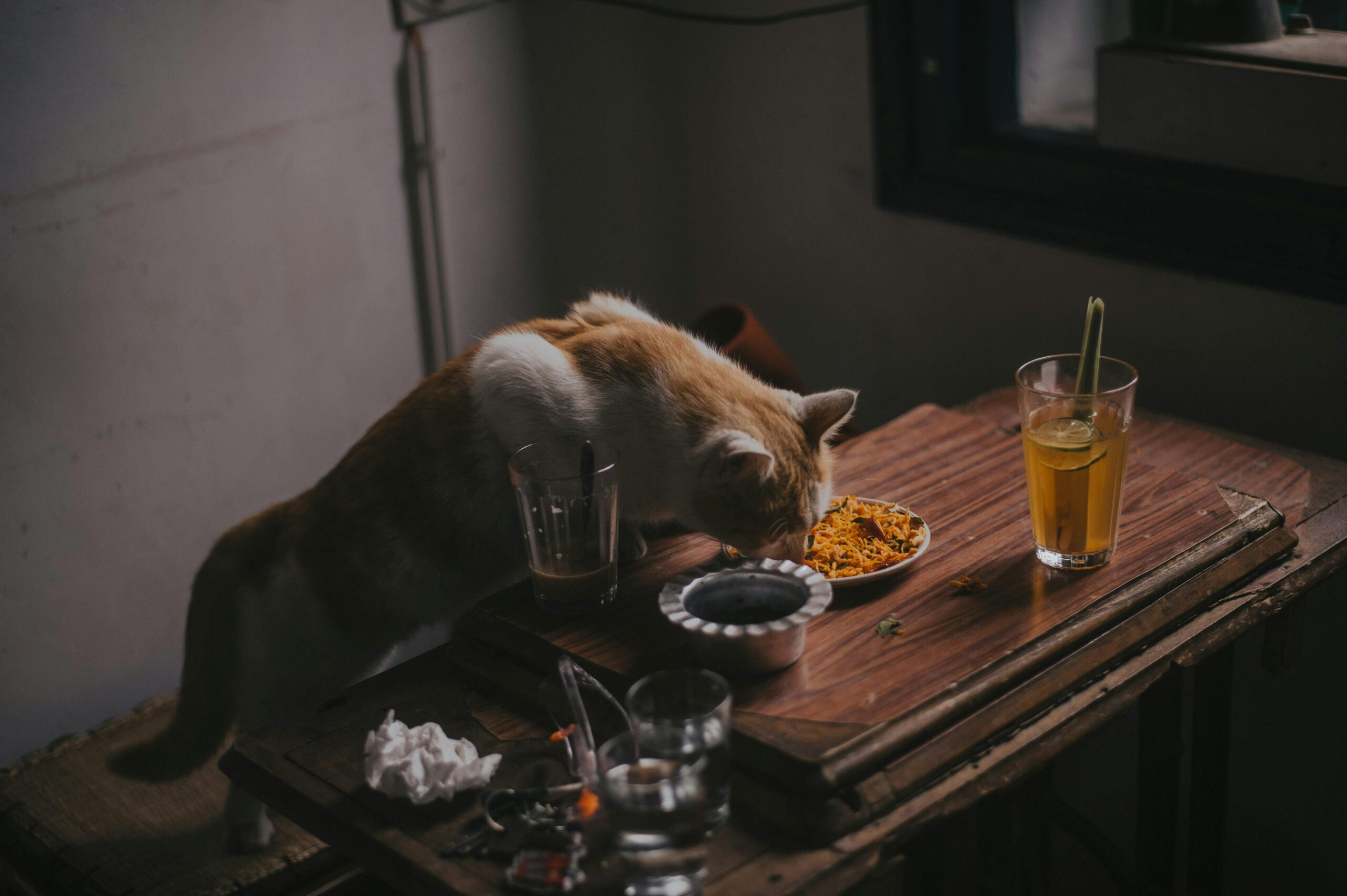 Comida casera para gatos: recetas saludables y fáciles